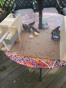 5 in trap
